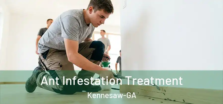 Ant Infestation Treatment Kennesaw-GA