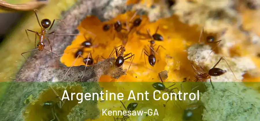 Argentine Ant Control Kennesaw-GA