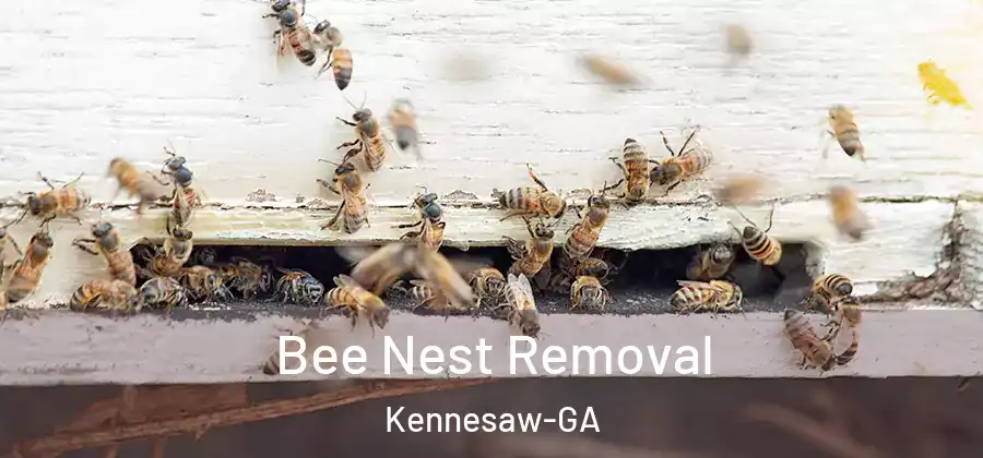 Bee Nest Removal Kennesaw-GA