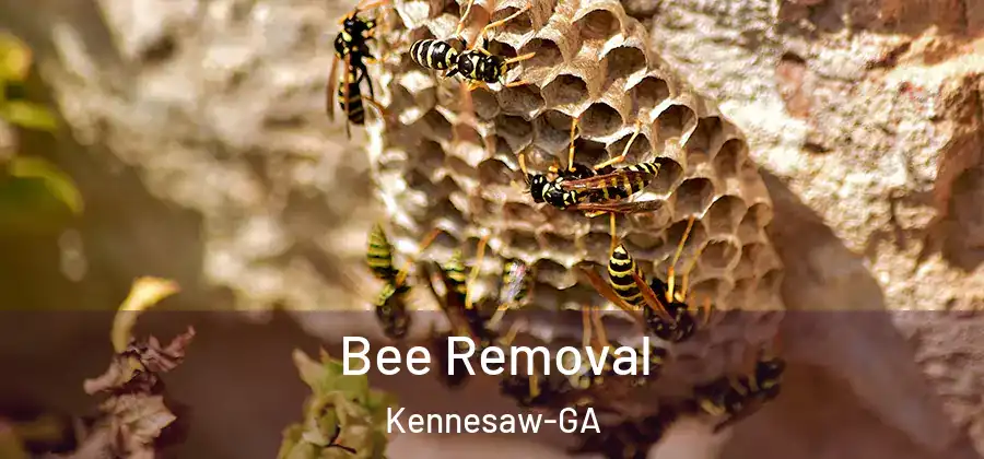 Bee Removal Kennesaw-GA
