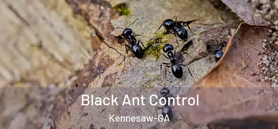 Black Ant Control Kennesaw-GA