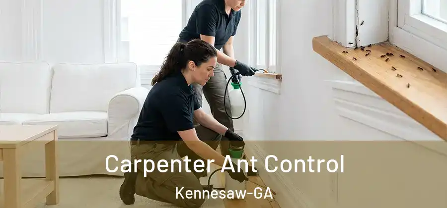 Carpenter Ant Control Kennesaw-GA