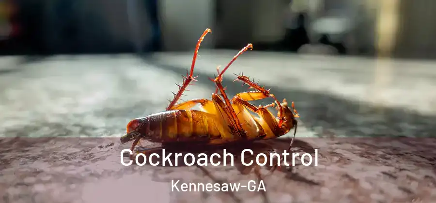 Cockroach Control Kennesaw-GA