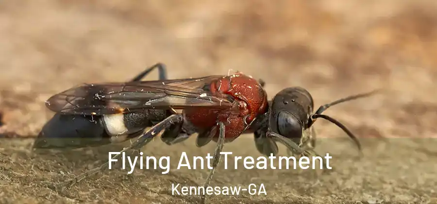 Flying Ant Treatment Kennesaw-GA