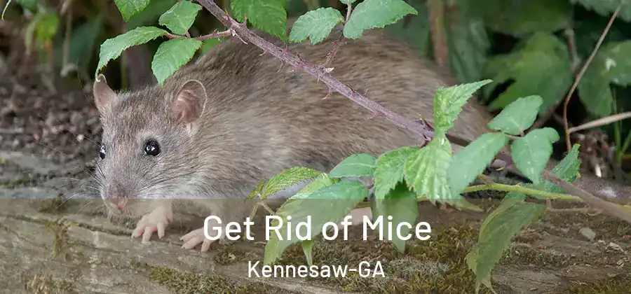Get Rid of Mice Kennesaw-GA