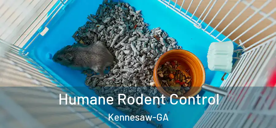 Humane Rodent Control Kennesaw-GA