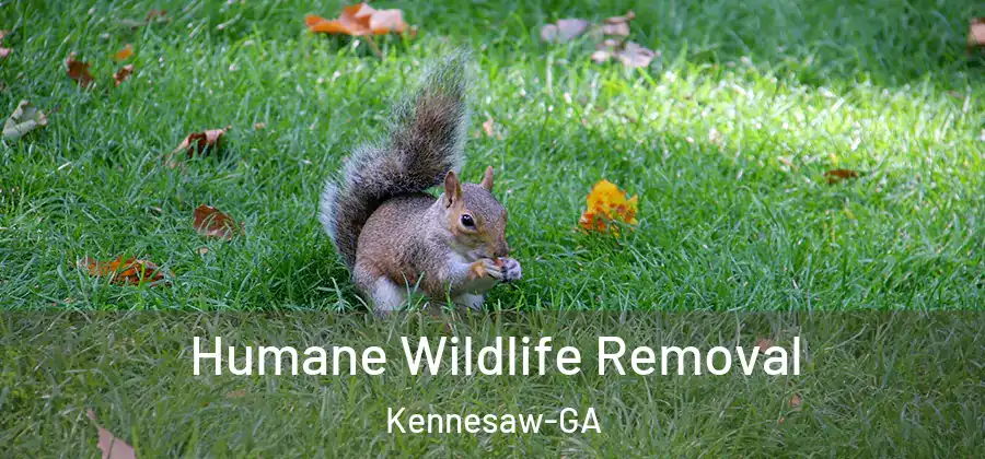  Humane Wildlife Removal Kennesaw-GA