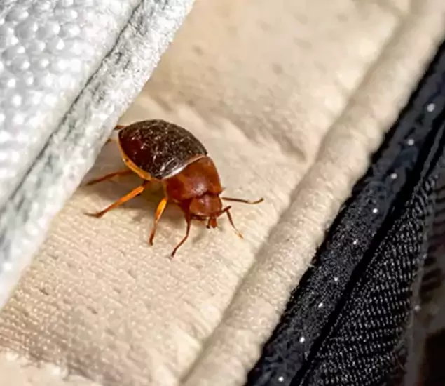 Trusted Bed Bug Prevention Specialists in Kennesaw, GA