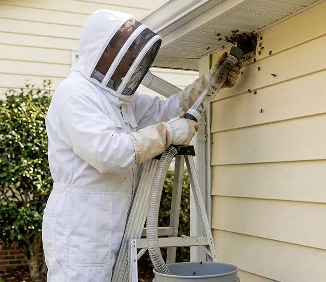 Your Affordable Bee Removal Company in Kennesaw, GA