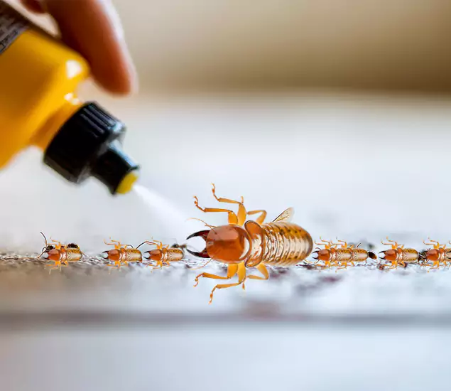 Reliable Bora Care Termite Experts in Kennesaw, GA