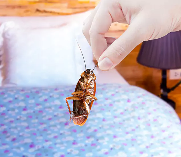 Expert Roach Control Services: Your Cockroach Pest Control in Kennesaw, GA