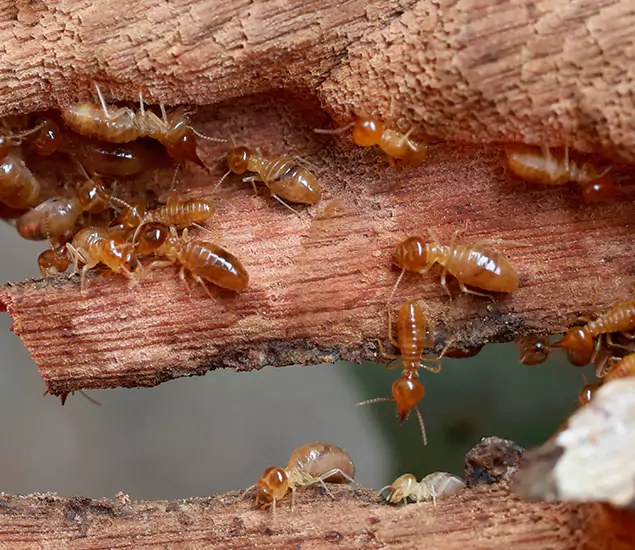 About Our Drywood Termite Treatment Experts in Kennesaw, GA