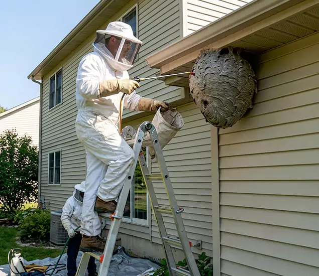 Expert Wasp Nest Removal: Your Local Wasp Nest Removal Company in Kennesaw, GA