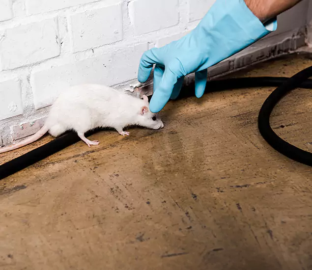 Trusted Mouse Exterminator: Your Rodent Control Company in Kennesaw, GA