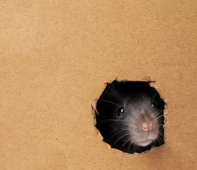 Rats in Attic Removal Experts in Kennesaw, GA
