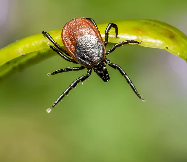 Your Trusted Tick Pest Control in Kennesaw, GA