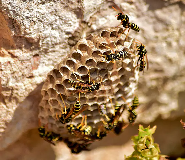 Your Best Wasp Removal Company in Kennesaw, GA