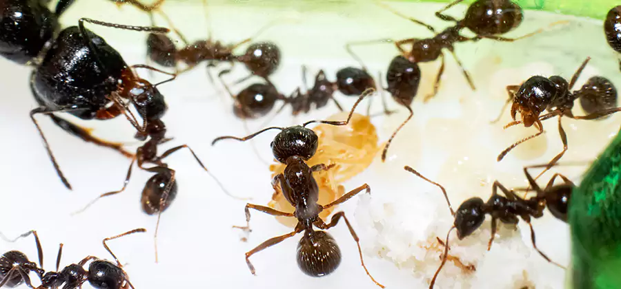 Argentine Ant Barrier Treatment in Kennesaw