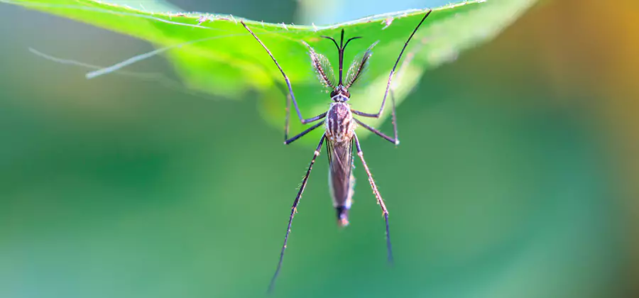 Natural Mosquito Spray for Yard in Kennesaw