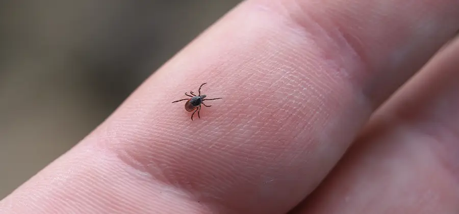 Infection Prevention for Bed Bug Bites in Kennesaw