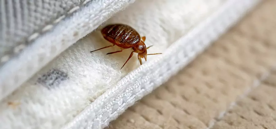 Tenting Bed Bug Fumigation in Kennesaw