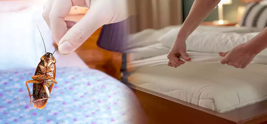 Bed Bug Home Extermination Service in Kennesaw
