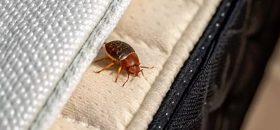 Commercial Bed Bug Control in Kennesaw
