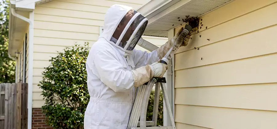Ground Bee Removal in Kennesaw