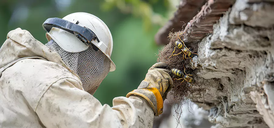 Bee and Wasp Hornet Removal in Kennesaw