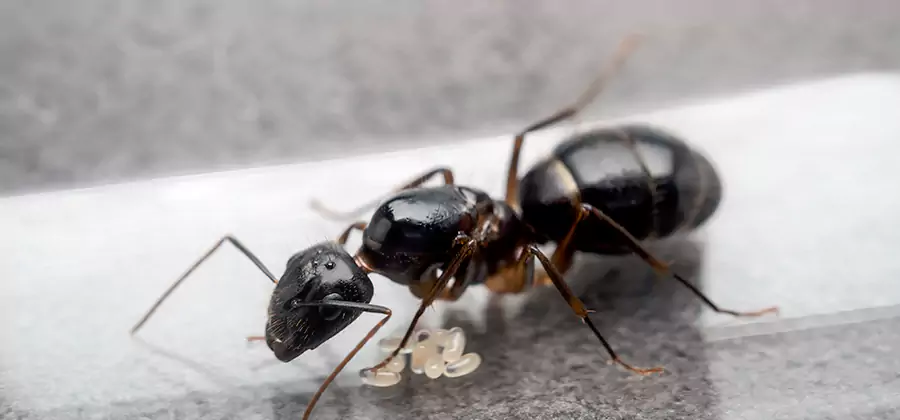 Black Ants in Kitchen Elimination in Kennesaw
