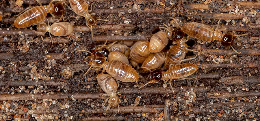 Bora Care Residential Termite Control in Kennesaw