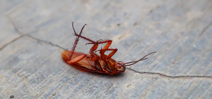 Cockroach Eradication for Commercial Properties in Kennesaw