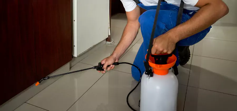 Palmetto Bug Exterminator in Kennesaw