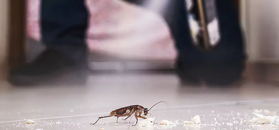 Roach House Treatment Kennesaw