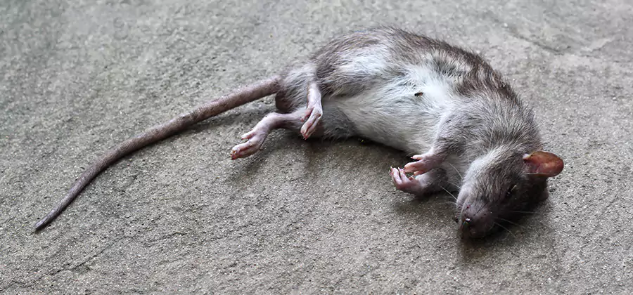 Dead Rat Disposal in Kennesaw