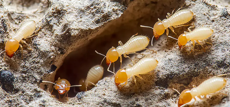 Termite Exterminator Services in Kennesaw