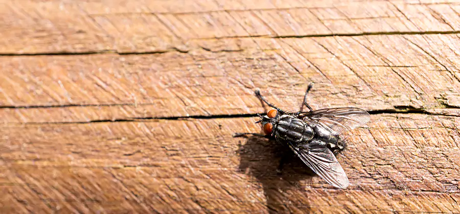 Flying Ant Barrier Treatment in Kennesaw
