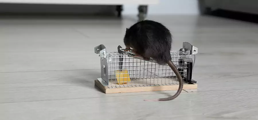 Mice in Attic Removal Kennesaw