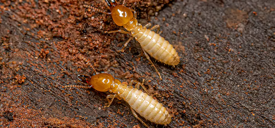 Structural Heat Termite Treatment in Kennesaw