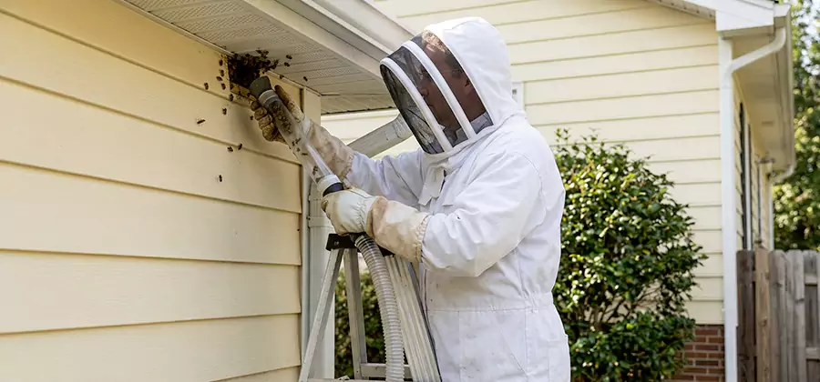 Wasp Nest in Wall Removal in Kennesaw