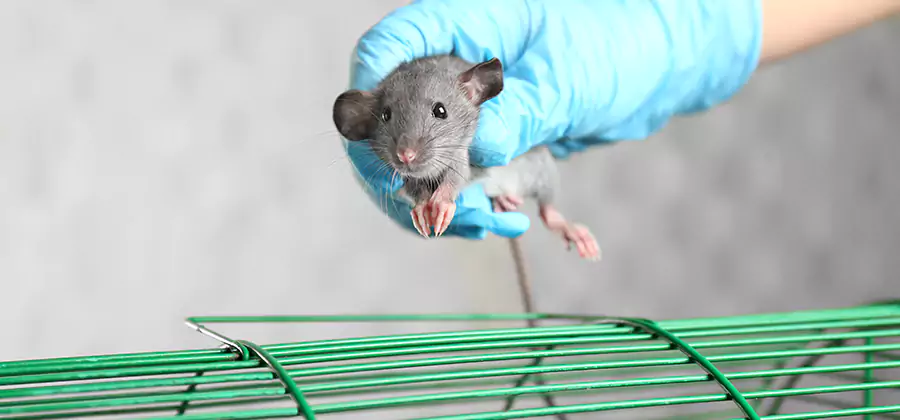 Humane Rat Trapping in Kennesaw