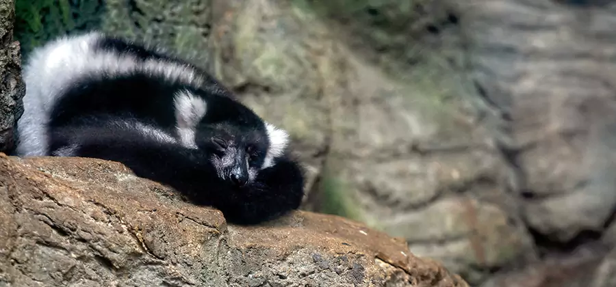 Humane Skunk Removal in Kennesaw