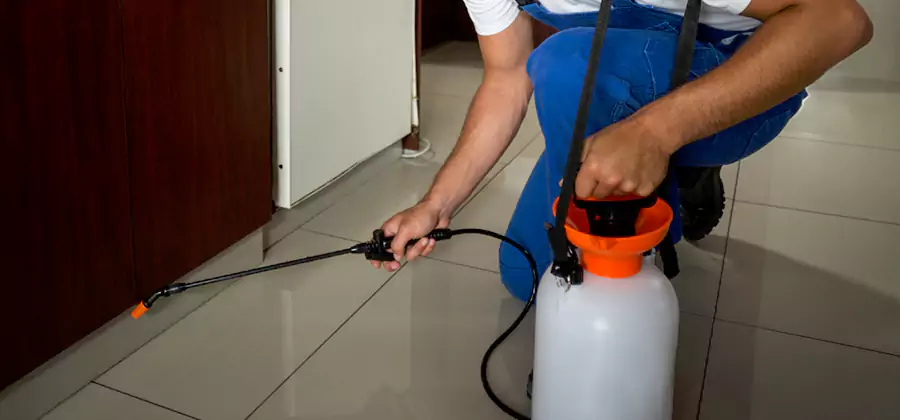 Indoor Insect Killer Solutions in Kennesaw