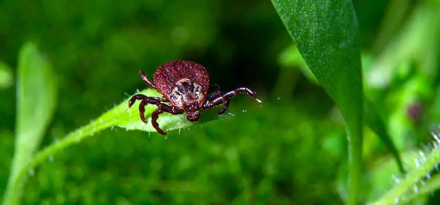 Tick Prevention for Yard in Kennesaw