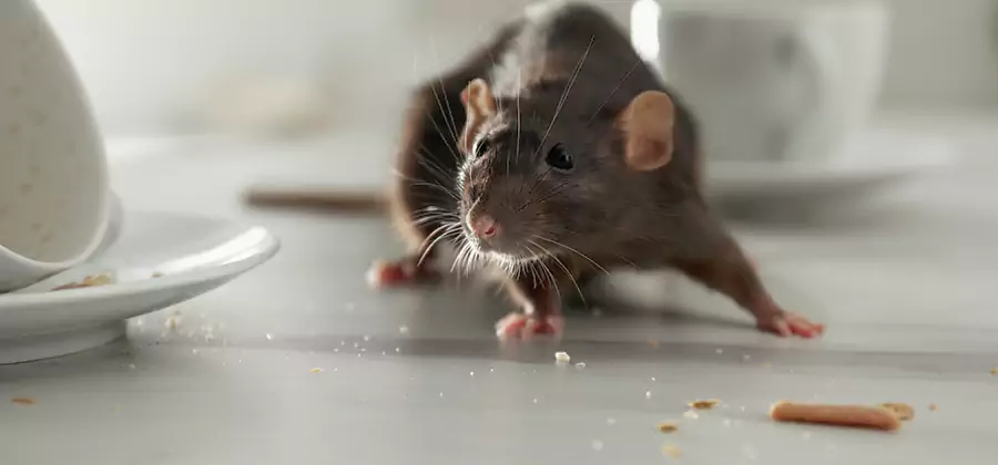 Rodent Feces Removal in Kennesaw