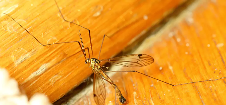 Exterior Mosquito Control in Kennesaw