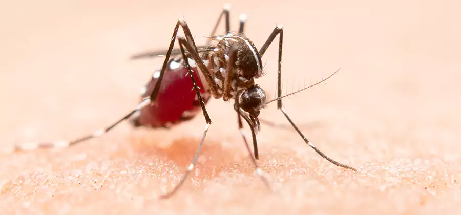 Indoor Mosquito Killer and Interior Control in Kennesaw