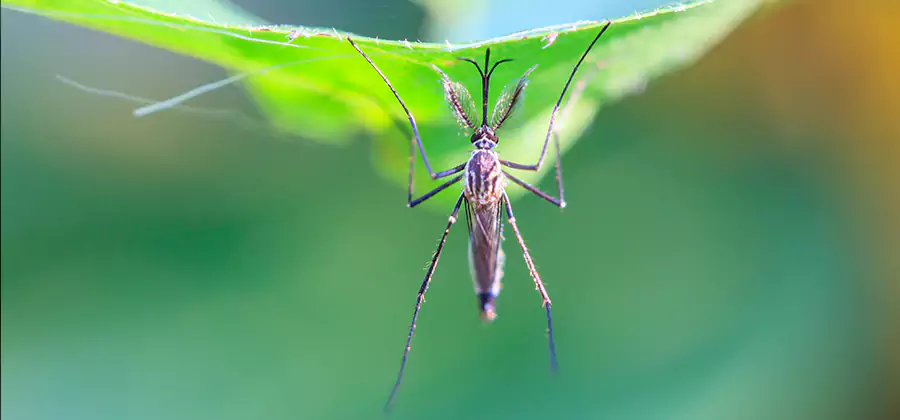Pest and Mosquito Control for Yard and Patio in Kennesaw