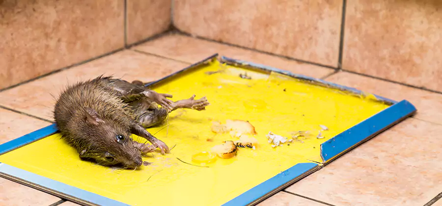 Mouse and Rat Control in Kennesaw