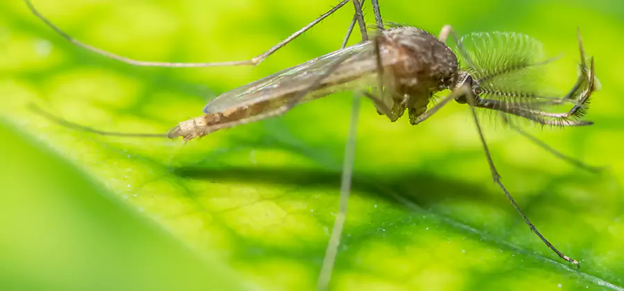 Herbal Mosquito Repellent Treatment in Kennesaw